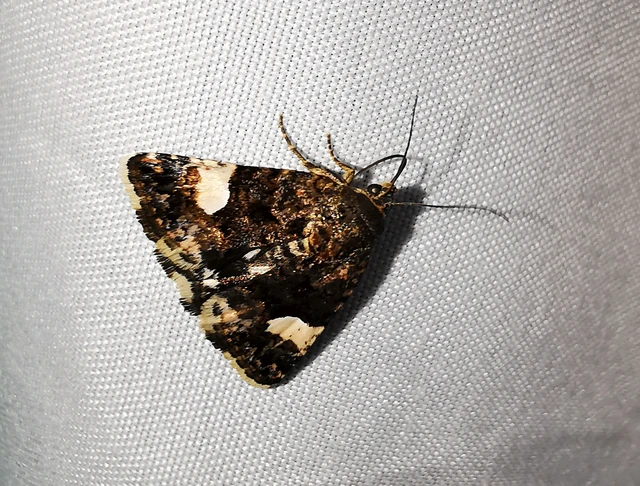 Tyta luctuosa - fekete nappalibagoly