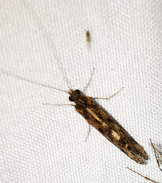 Trichoptera - Tegzesek