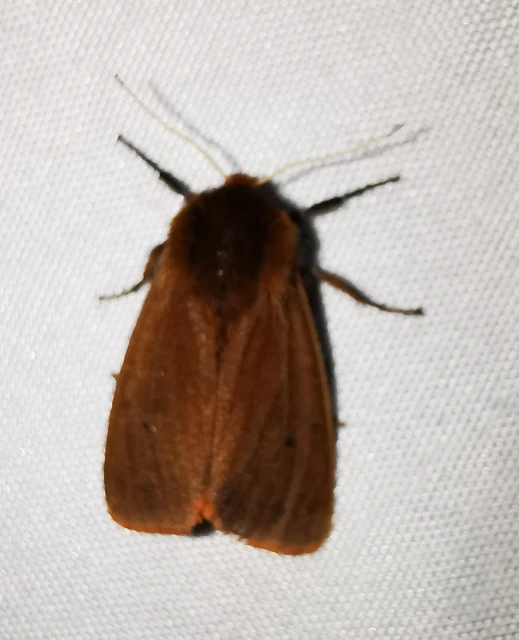 Phragmatobia fuliginosa - füstös medvelepke