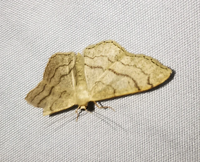 Idaea aversata - nagy sávosaraszoló