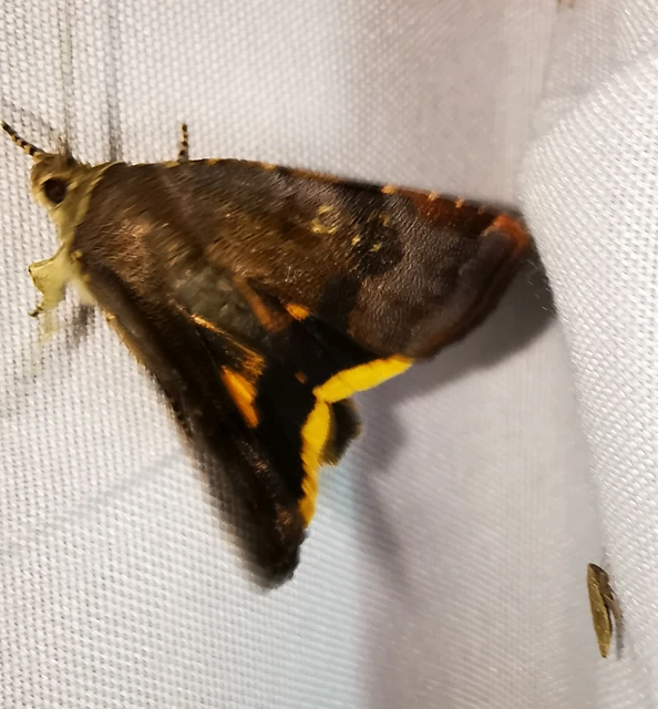 Noctua janthe/janthina