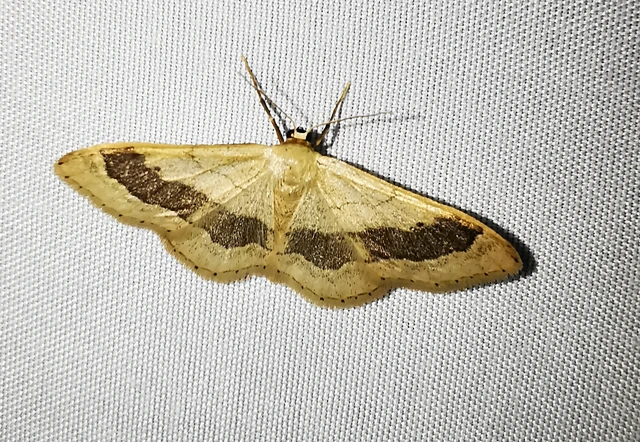 Idaea aversata - nagy sávosaraszoló