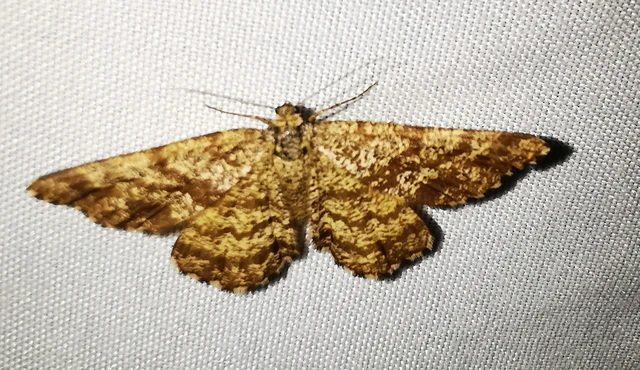 Ematurga atomaria - barna rétiaraszoló