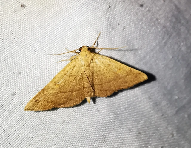 Paracolax tristalis - sárgás karcsúbagoly