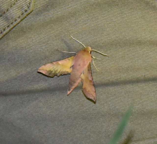 Deilephila porcellus - piros szender