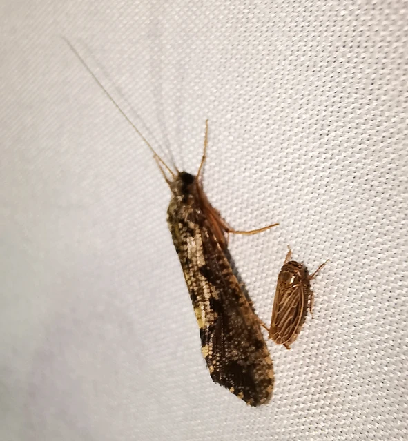 Trichoptera - Tegzesek
