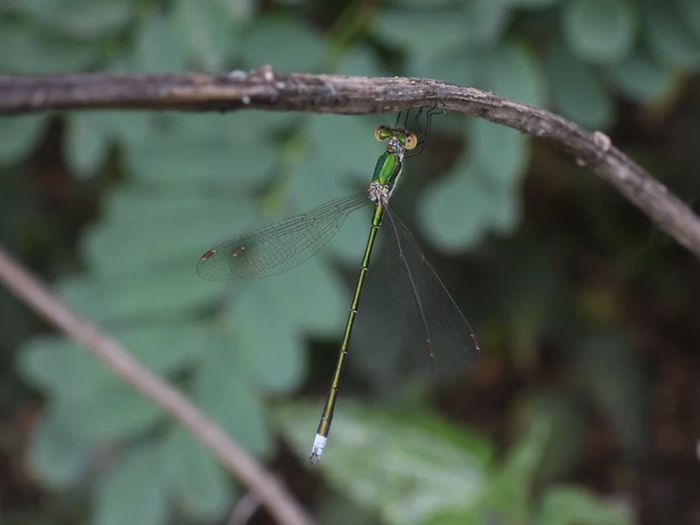 Lestes virens vestalis - kis rablószitakötő