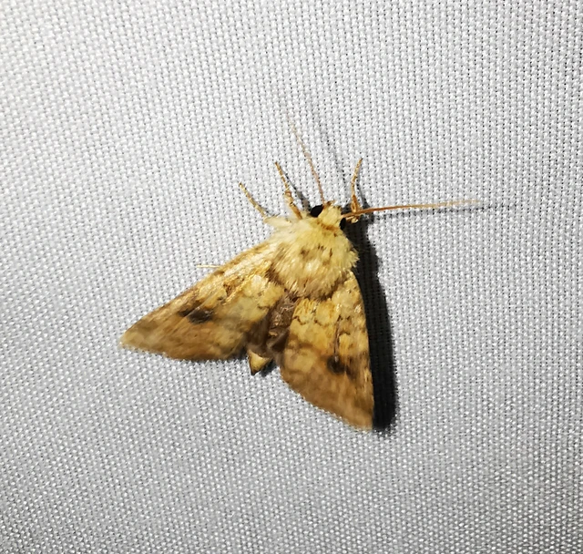 Atypha pulmonaris - tüdőfű-levélbagoly