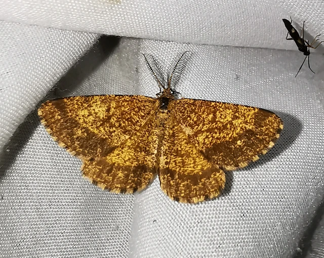 Ematurga atomaria - barna rétiaraszoló