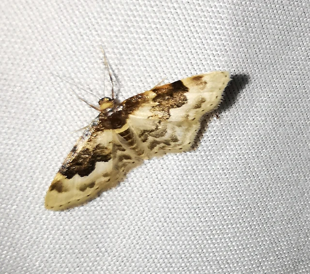 Idaea rusticata - tarka apróaraszoló