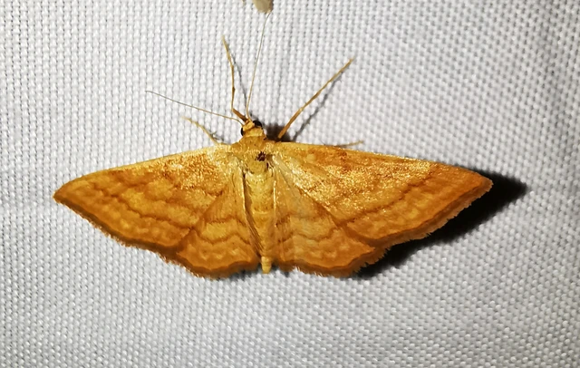 Idaea ochrata - okkerszínű sávosaraszoló