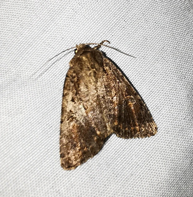 Apterogenum ypsillon - ipszilon-erdeibagoly