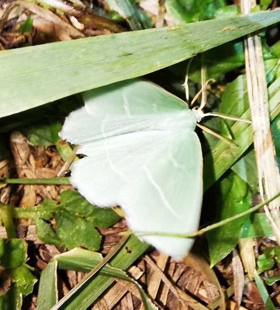 Hemistola chrysoprasaria - kékes zöldaraszoló