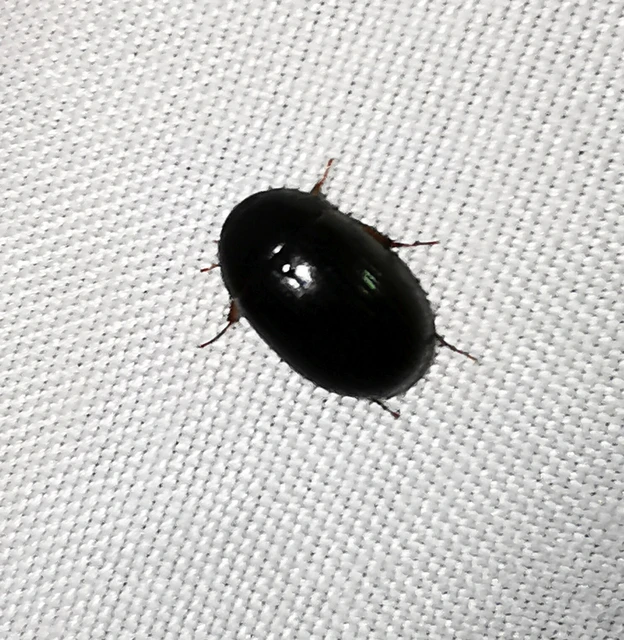 Hydrophilidae - csiborfélék