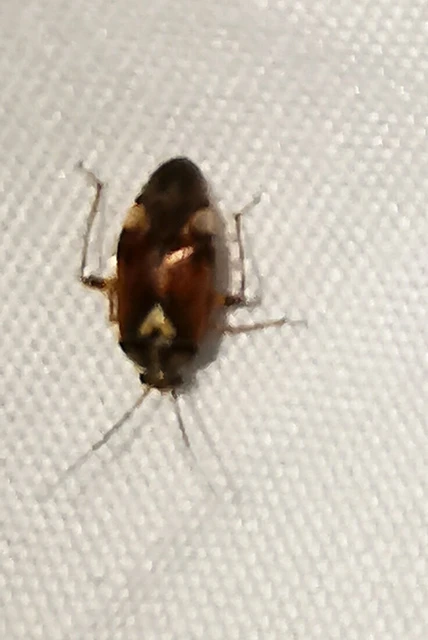 Miridae - mezeipoloskák
