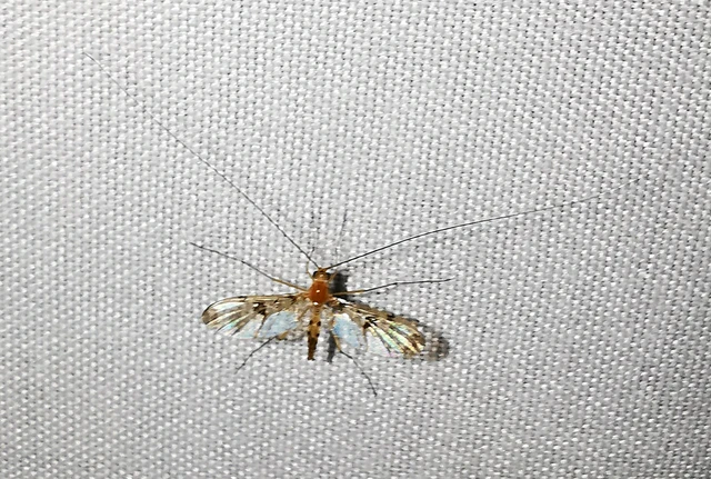 Diptera - Kétszárnyúak