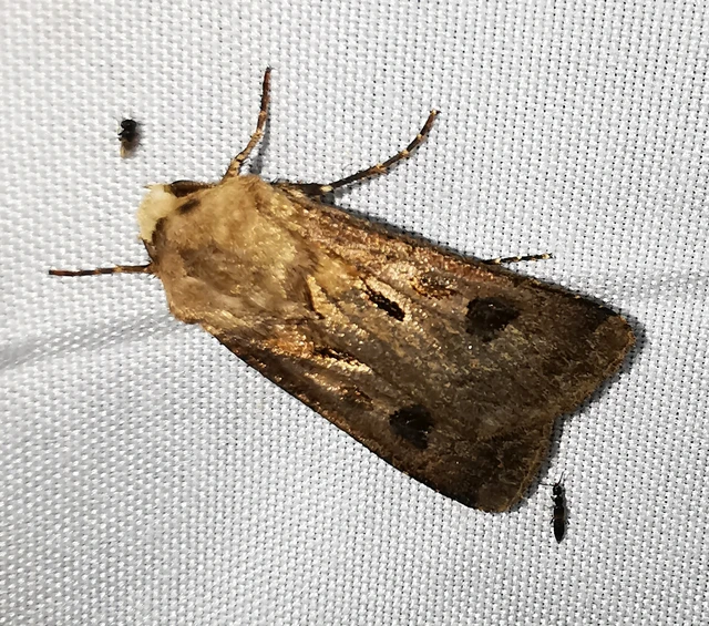 Agrotis exclamationis - felkiáltójeles földibagoly