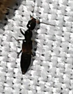 Staphylinidae - holyvafélék