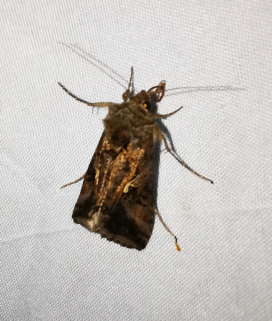 Autographa gamma - gammalepke