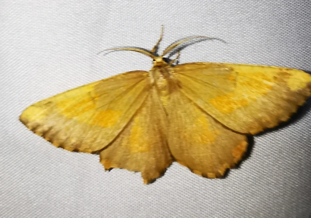 Angerona prunaria - sárga kökényaraszoló