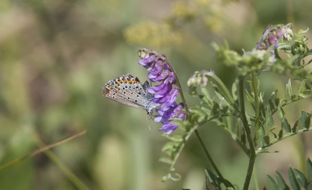 Plebejus argyrognomon - tintakék boglárka