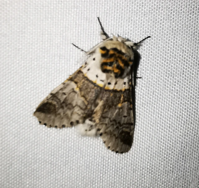 Furcula furcula - szürke púposszövő