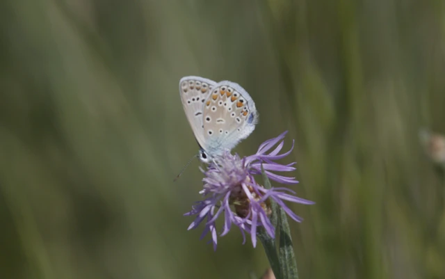 Polyommatus icarus - közönséges boglárka