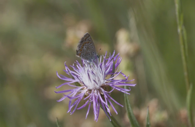 Polyommatus icarus - közönséges boglárka