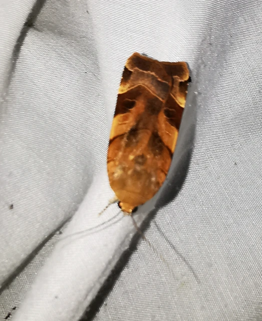 Noctua fimbriata - szélessávú sárgafűbagoly