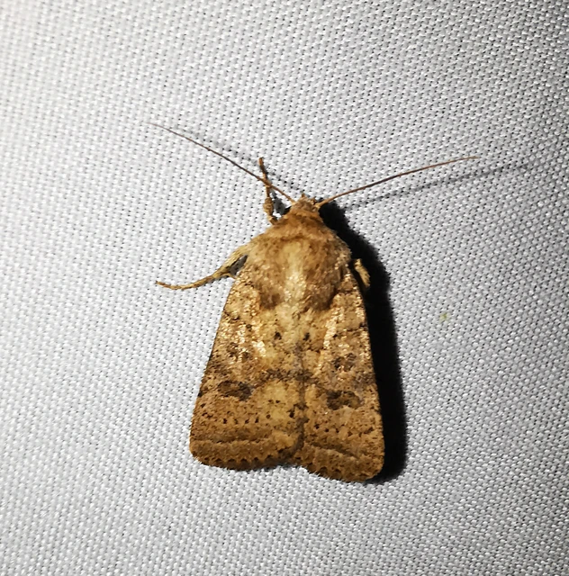 Hoplodrina octogenaria - barna selymesbagoly