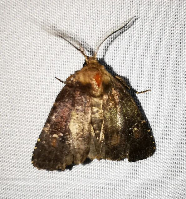 Rusina ferruginea - rozsdaszínű erdeibagoly