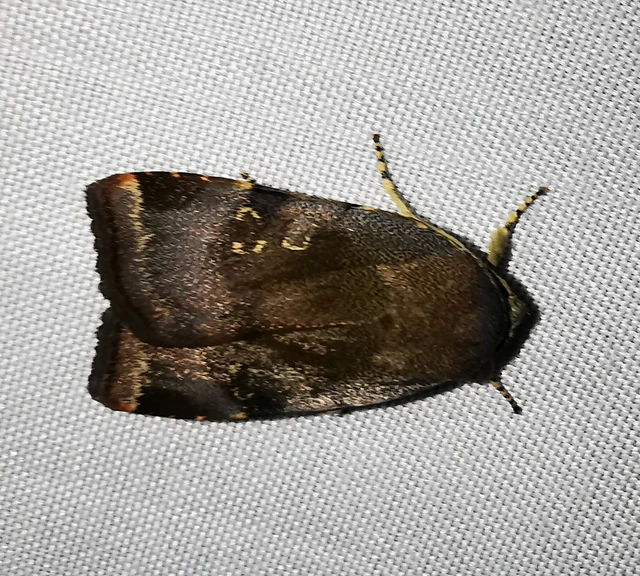 Noctua janthe/janthina