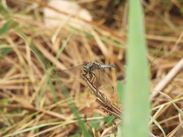 Orthetrum cancellatum - feketefarkú pásztorszitakötő Orthetrum cancellatum - feketefarkú pásztorszitakötő