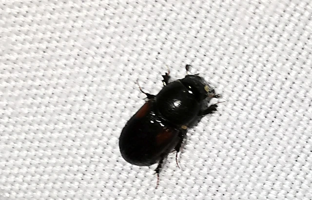 Aphodiinae