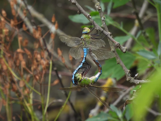 Anax imperator - zöld óriásacsa
