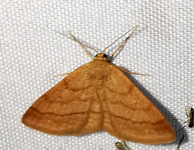 Scopula rubiginata - réti pirosaraszoló