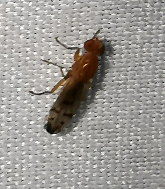 Diptera - Kétszárnyúak