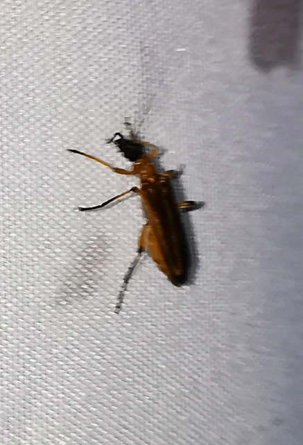 Oedemera podagrariae - székfű-álcincér