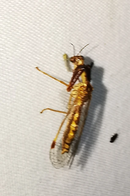 Mantispa styriaca - kétszínű fogólábú-fátyolka