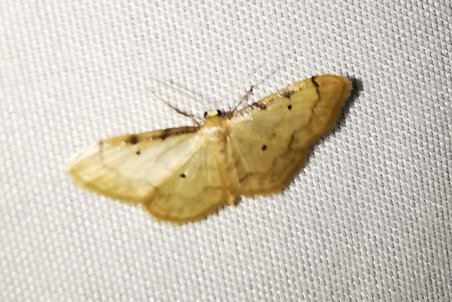 Idaea politaria - vonalas apróaraszoló