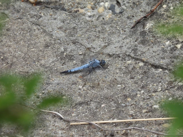 Orthetrum brunneum - pataki pásztorszitakötő Orthetrum brunneum - pataki pásztorszitakötő