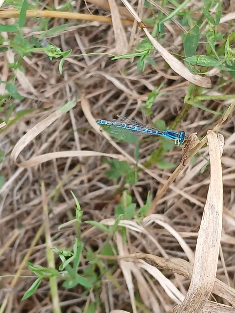 Coenagrion scitulum - mediterrán légivadász Coenagrion scitulum - mediterrán légivadász