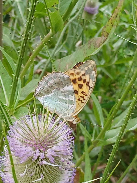 Argynnis paphia - nagy gyöngyházlepke