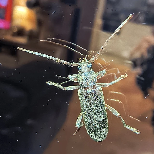 Trichoferus campestris - szállóvendég éjicincér