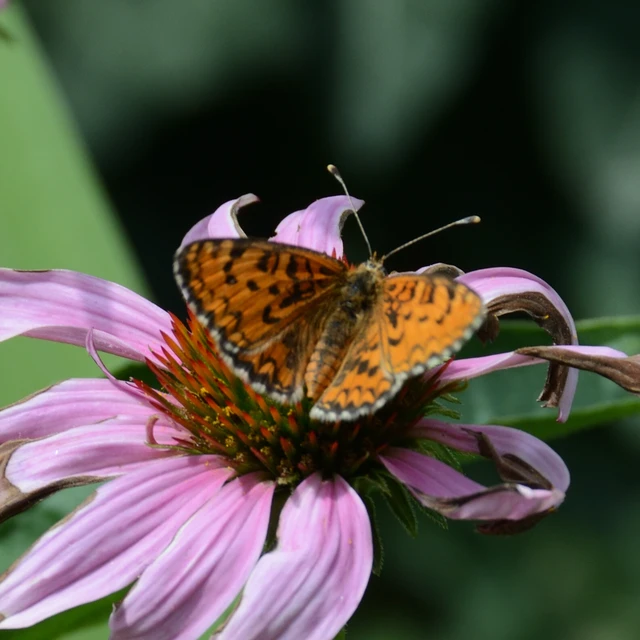 Melitaea trivia - kis tarkalepke