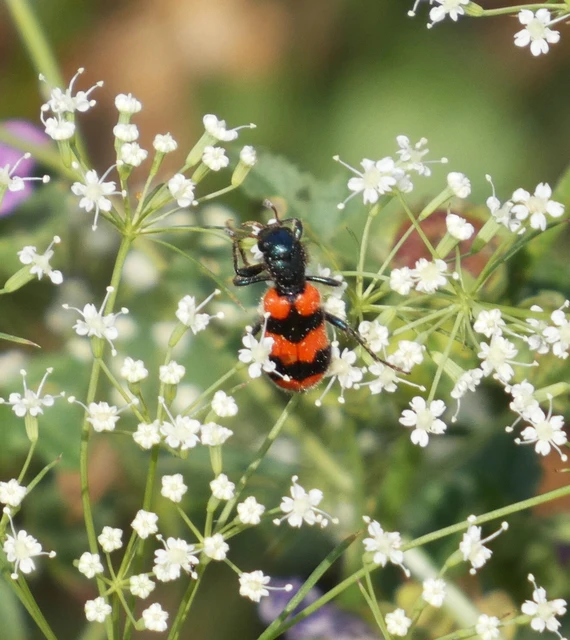 Trichodes apiarius - szalagos méhészbogár