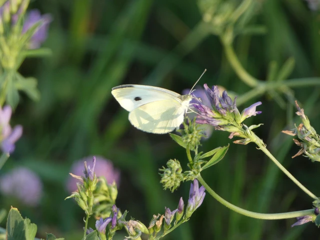 Pieris rapae - répalepke