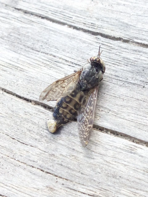 Diptera - Kétszárnyúak