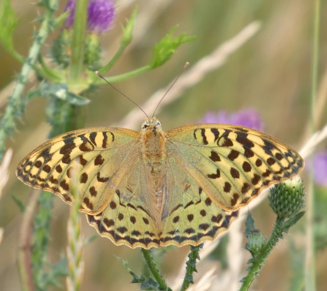Argynnis pandora - zöldes gyöngyházlepke