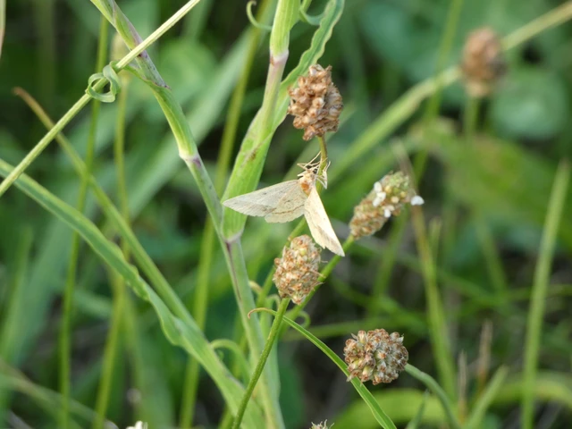 Tephrina arenacearia - lucerna-araszoló